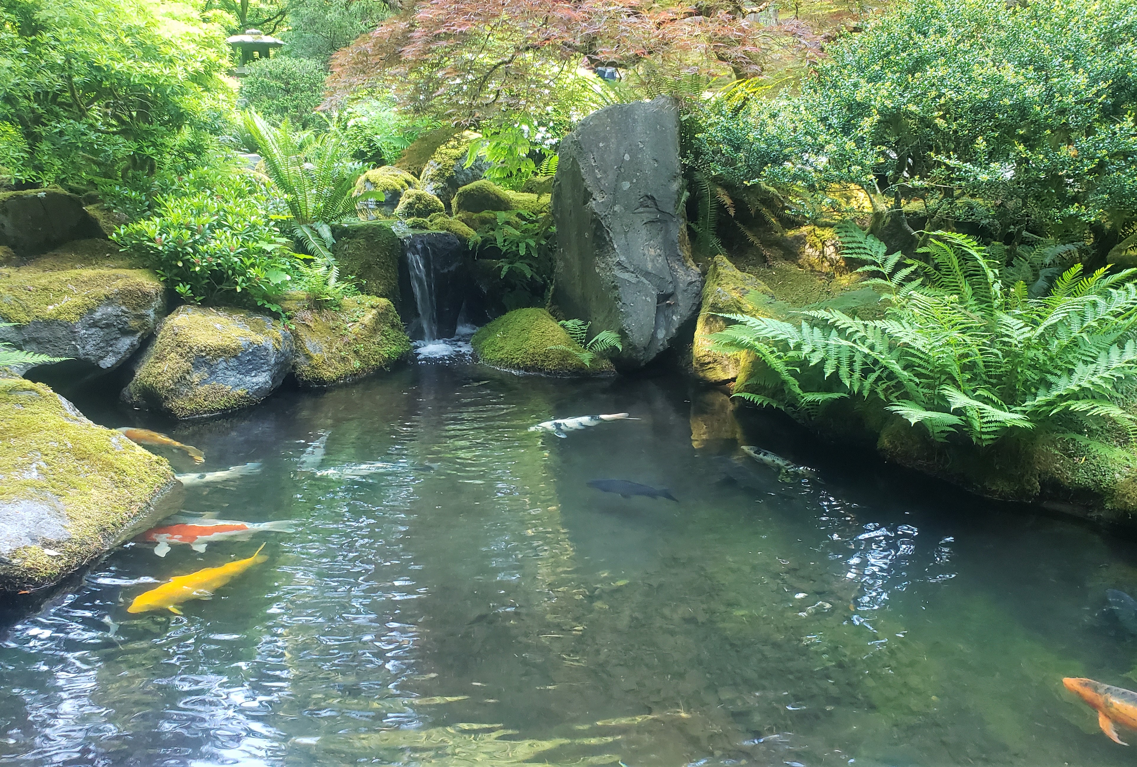Koi fish in a pond at the Portland Japanese garden