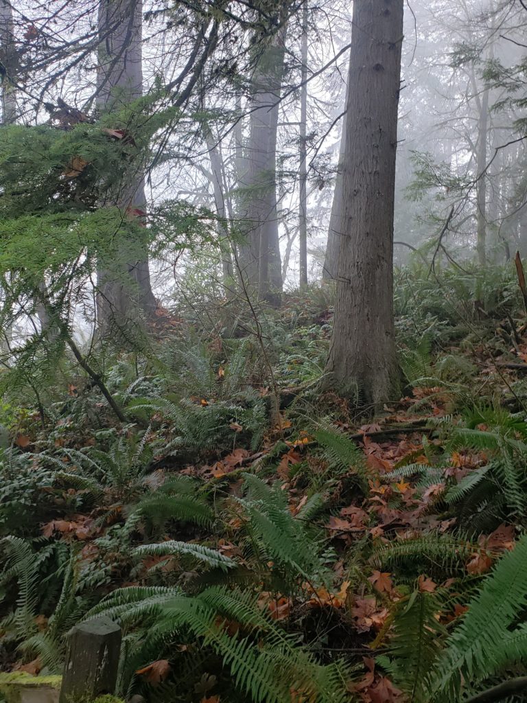 Trees, ferns, and leaves on a foggy day