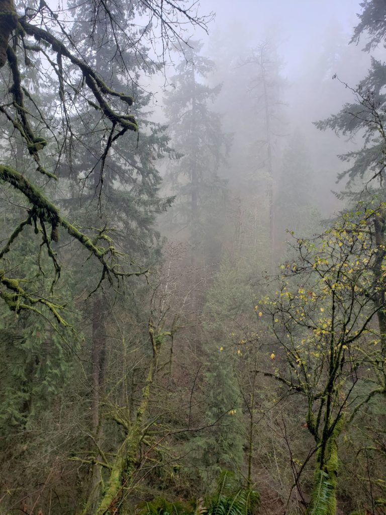 Spooky forest fog