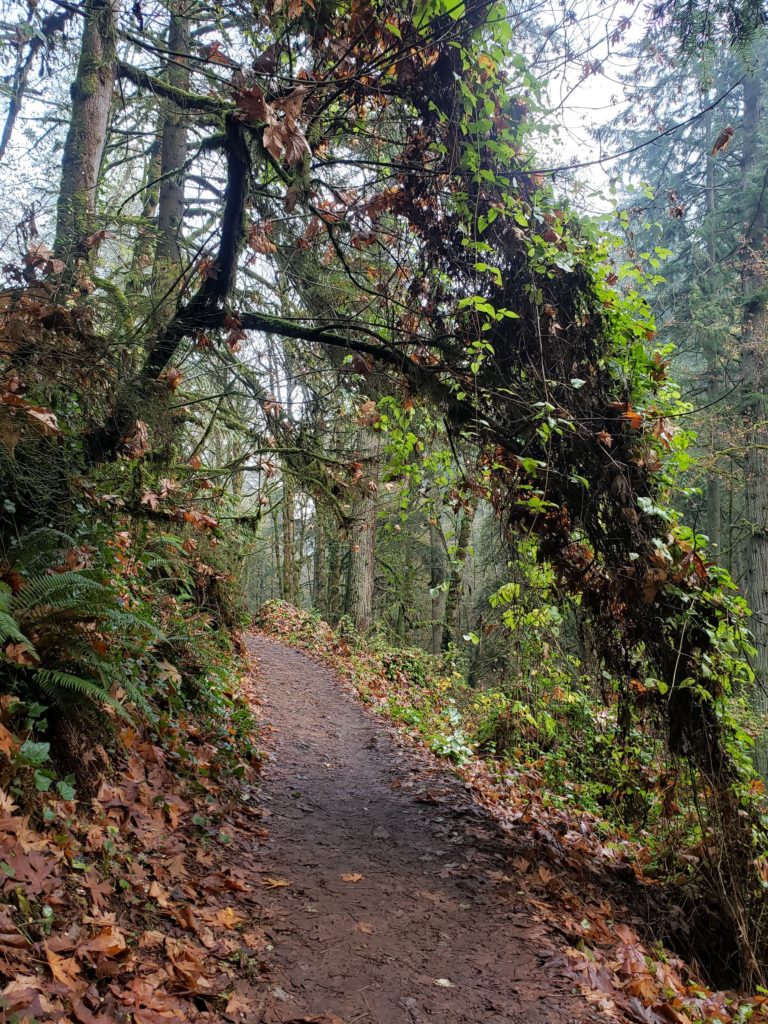 Trail covered by bending branches on the way to the Witch's Castle.