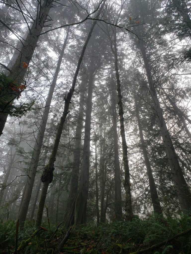Thick fog surrounding trees