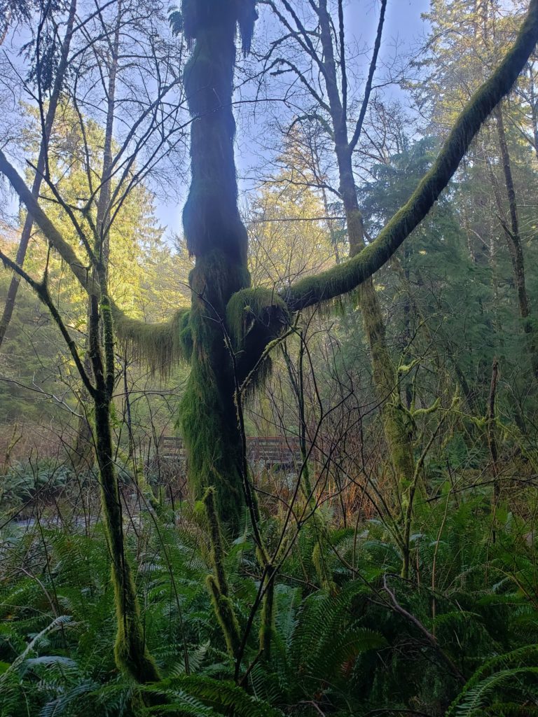 Tree with outstretched limbs, looking furry because of the moss hanging off it.