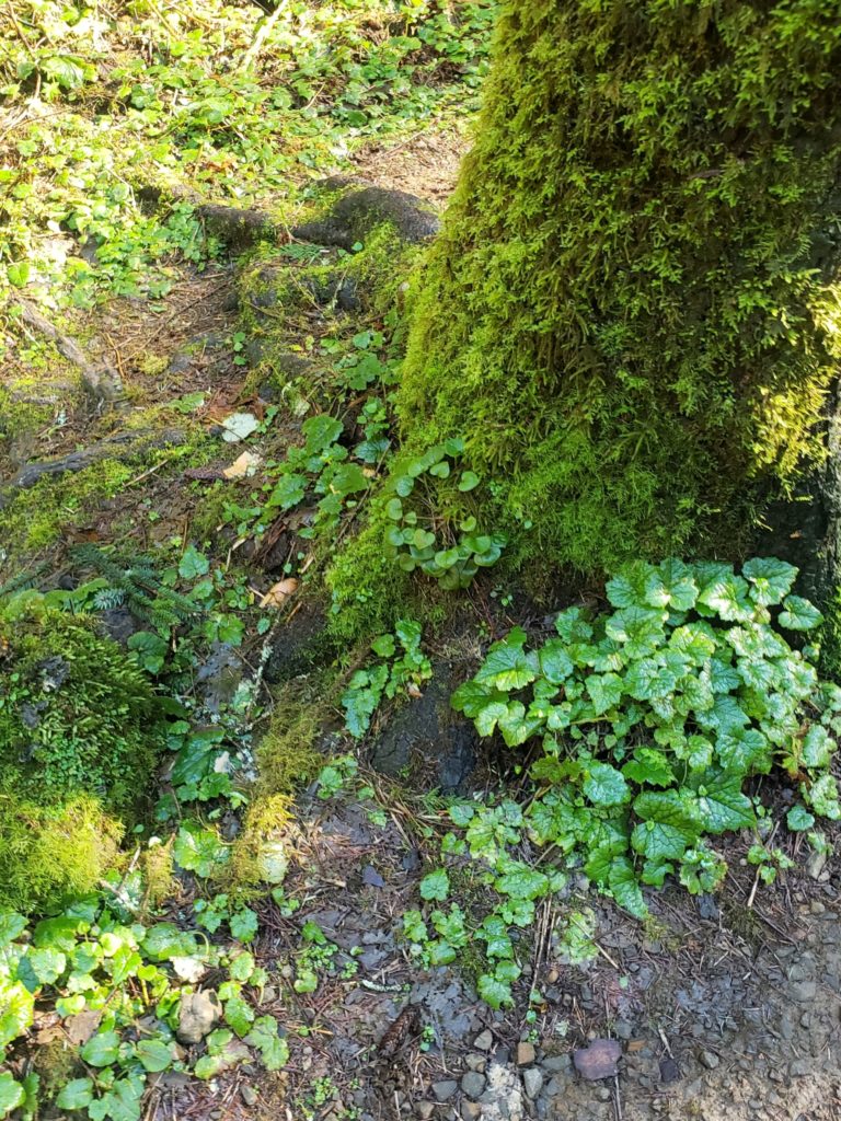 Moss and ground cover, green even during the winter