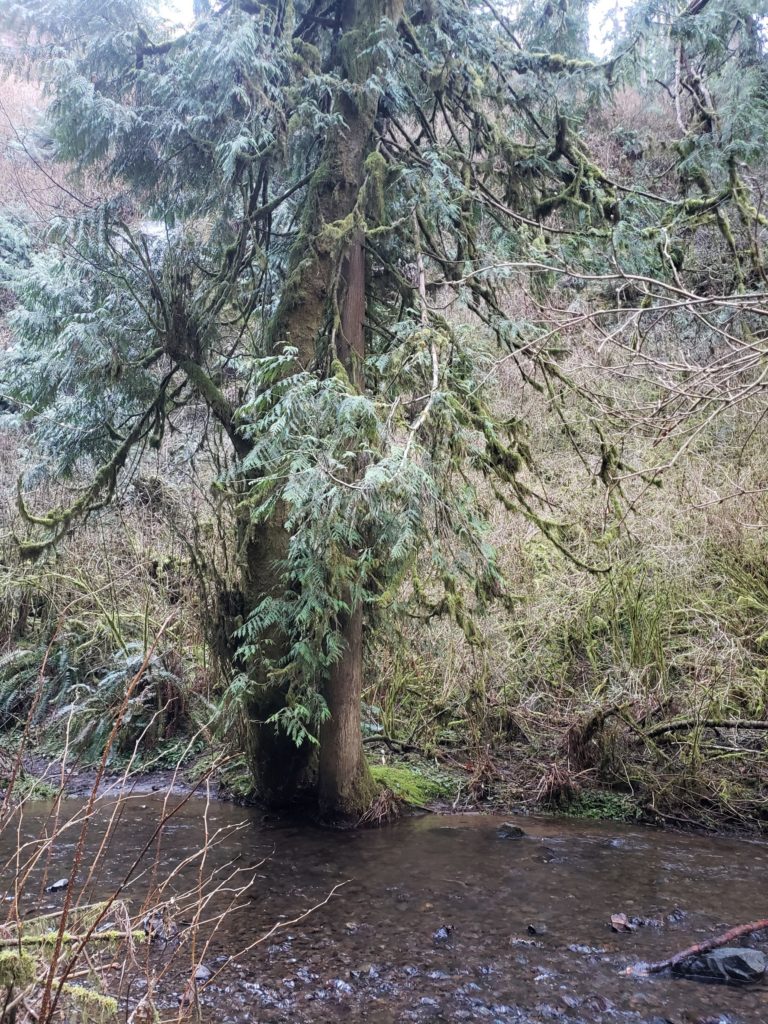 Tree growing in Munson Creek