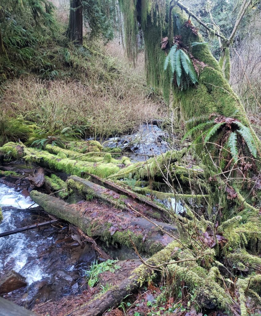 Unstoppable greenery at Munson Creek Falls
