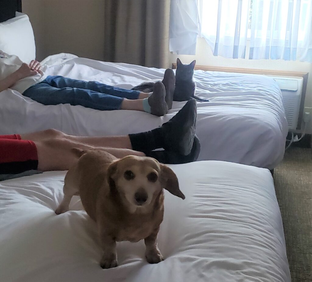 Traveling with pets. Ginger and Misty getting comfortable the first day in the hotel.