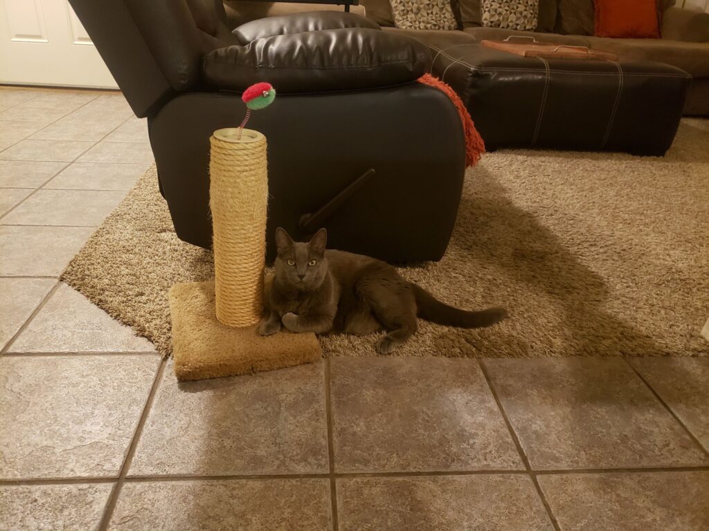 Misty sitting by her scratching post after travelling 1,600 miles.