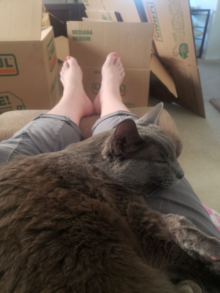 Traveling with pets. Misty sleeping on my lap, surrounded by moving boxes