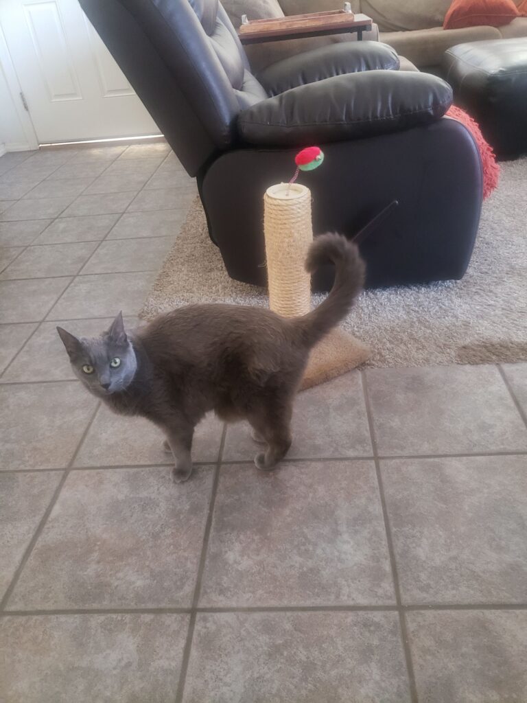 Misty standing in front of her scratching post