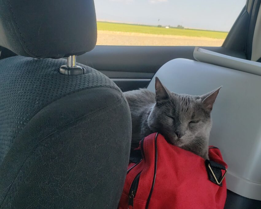 Napping in the car