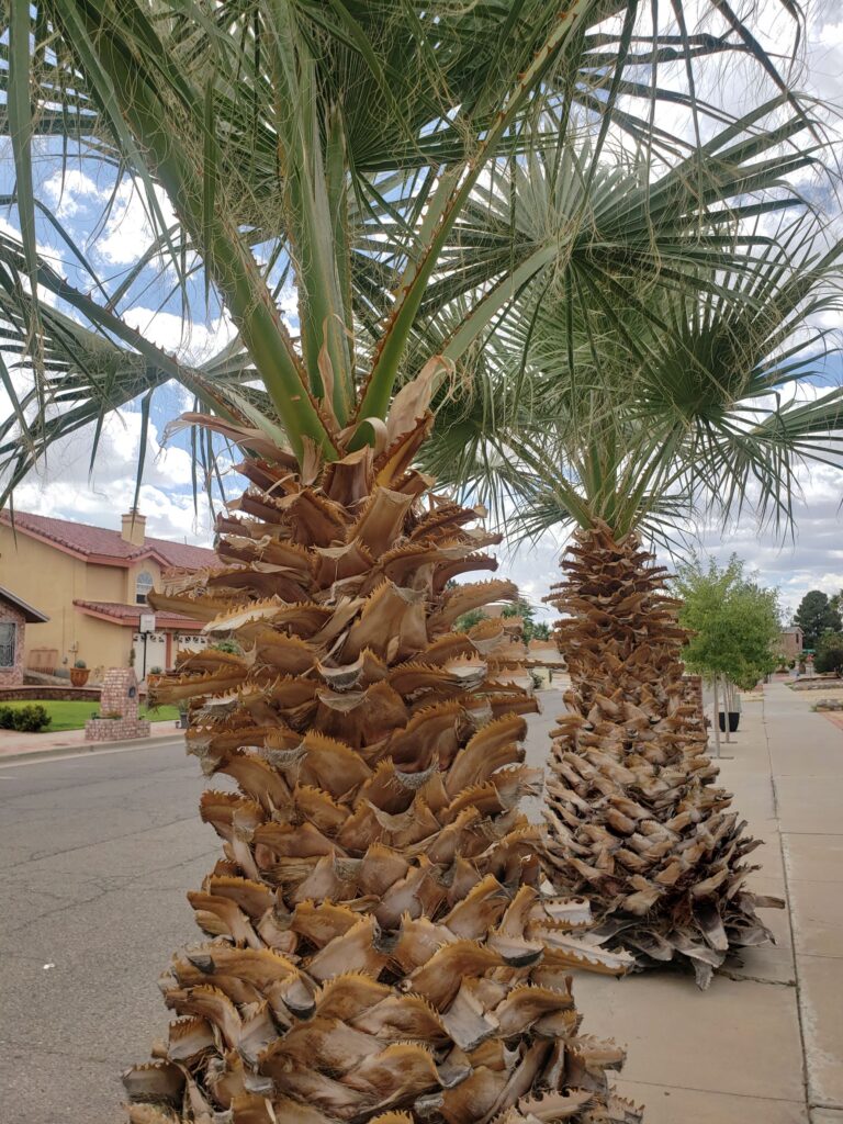 Little palm trees in El Paso