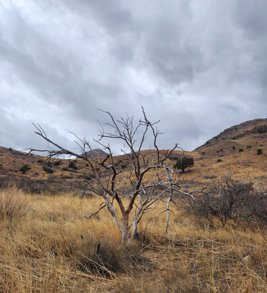 winter tree on Dripping Springs trail
