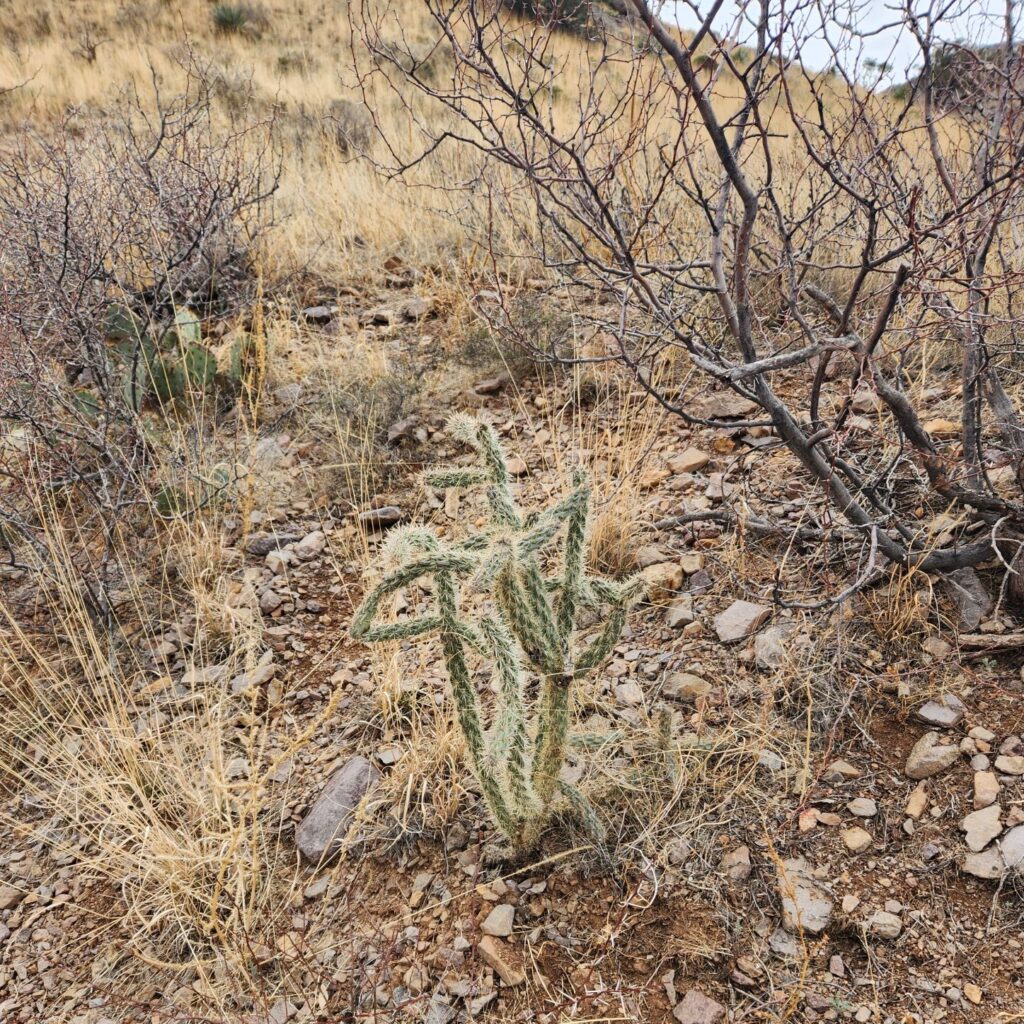 Twisted cactus on the trail to Dripping Springs