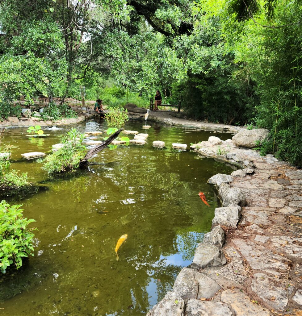 Pond at Zilker Japanese tea garden