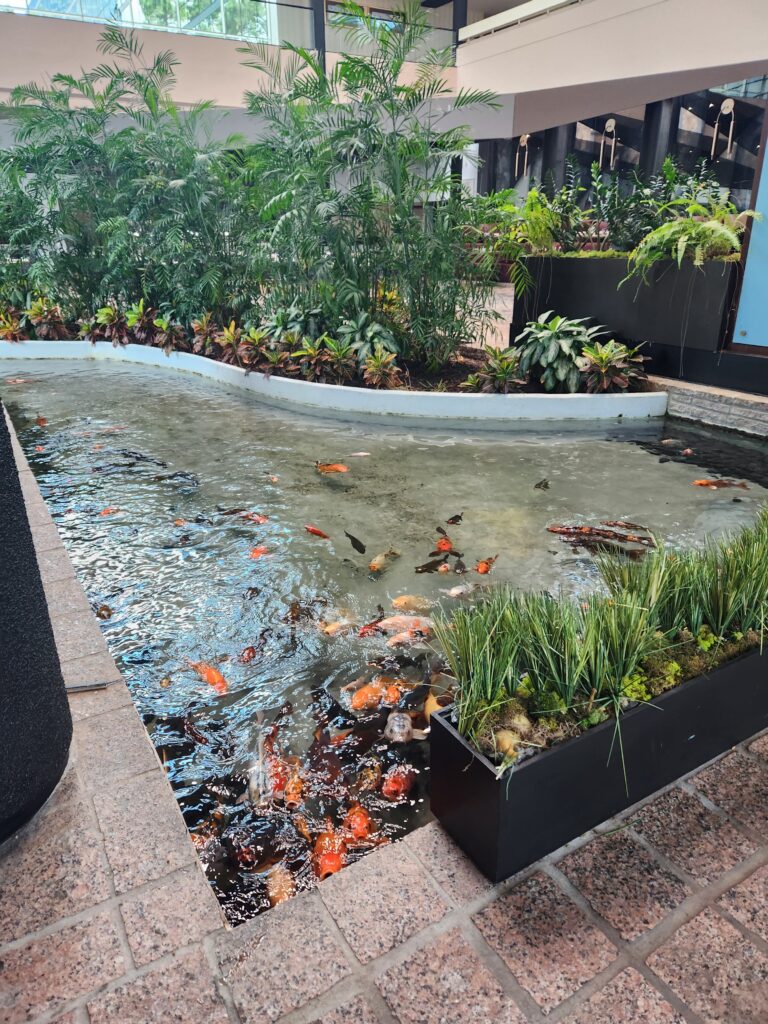 Fish pond inside the Hyatt Regency lobby